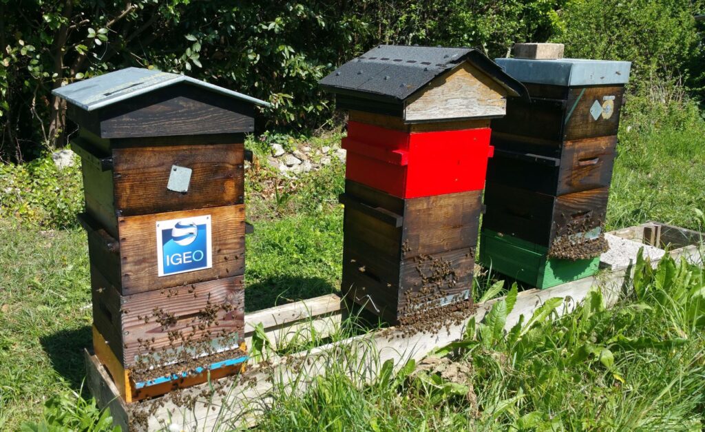 Ruches Arbres Et Abeilles Igeo